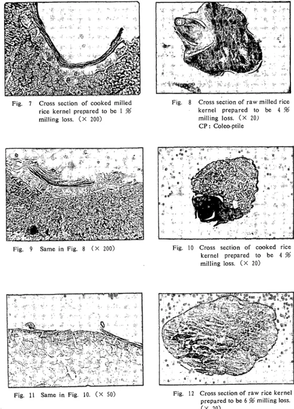 Fig. 7 Cross section of cooked milled      rice kernel prepared to be 1 ％      milling loss