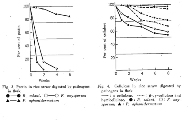 Fig. 2. Water soluble substances in･ straw  digested by pathogens in flask.