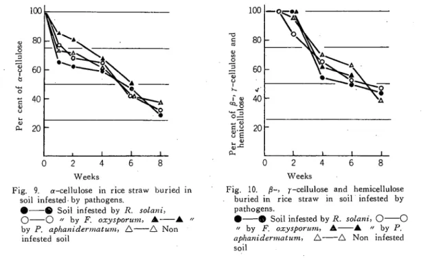 Fig. 9.α‑cellulose in rice straw buried in  soil infested･ by pathogens.