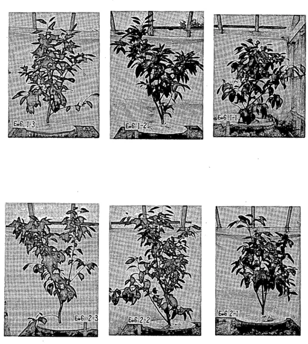 Fig. 6. Comparison of the growth of bearing and non bearing trees late in Tune.
