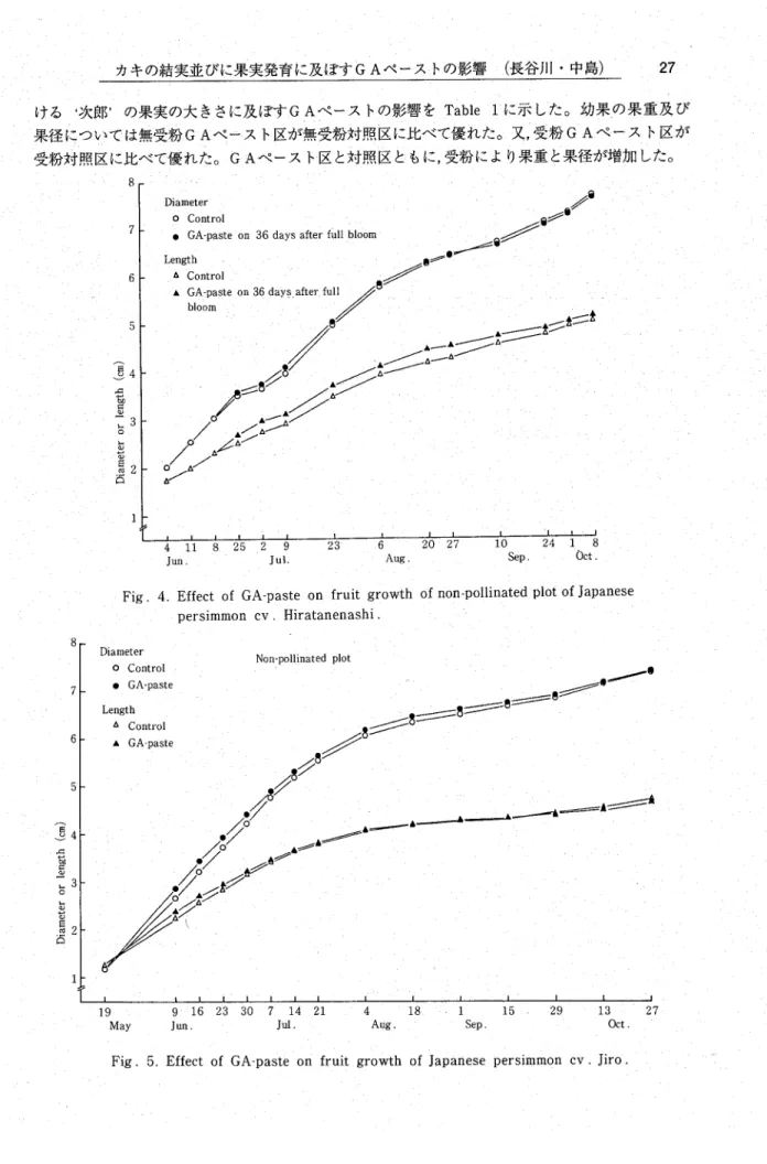 Fig. 4. Effectﾄof GA‑paste on･fruit growth of non‑pollinated plot of Japanese   十 ・persimmon cv 