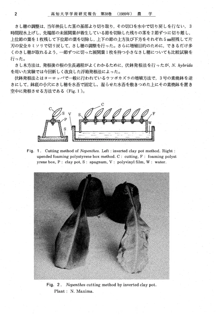 Fig. 1. Cutting method of Ｎｅｐｅｎtｈｅｓ. Left : inverted clay pot method. Right: