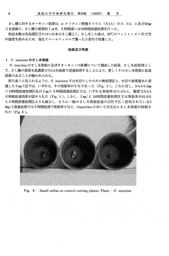 Fig. 4. Small callus on control cutting plants. Plant : Ｎ. maxima.