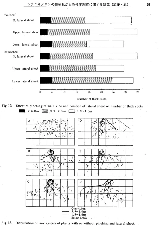 Fig, 13. Distribution of root system of plants with or without pinching and lateral shoot.
