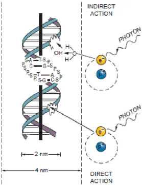 Fig. 1.2  放射線の種類 