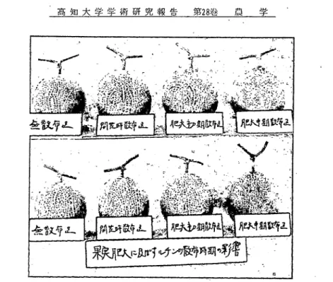 Fig. 1. Effect of foliage application of rutin solution at various stages on the   fruit growth.