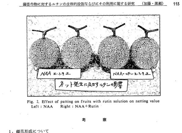 Fig. 2. Effect of patting on fruits with rutin solution on netting value   Left:NAA  Right : ＮＡＡ十Rutin                     考    察  １．雌花形成について  既にのべたように雌花形成促進について環境をコントロールして行う方法では十分な効果があげ られないが，最近体内でエチレンを発生するエスレルの全面散布によって雌花率を高めることが報 告されている(14･15･16'。 しかし側枝に