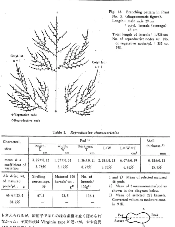 Fig. 13. Branching pattern in Ｐ】ant  Ｎｏト5. (diagrammatic figure).