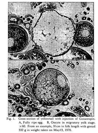Fig. 1 Cross section of yellowtail with injection of Gonatropin.