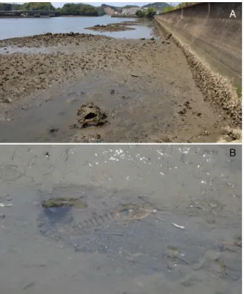 Fig. 1. A. Study site at Sukumo City in Kochi Prefecture, Japan. B. Alpheus sp. near the funnel-shaped burrow opening.