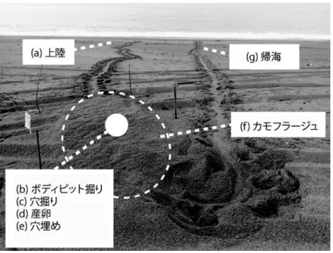 Fig. 2. Typical trace of a nesting behavior of loggerhead turtle.