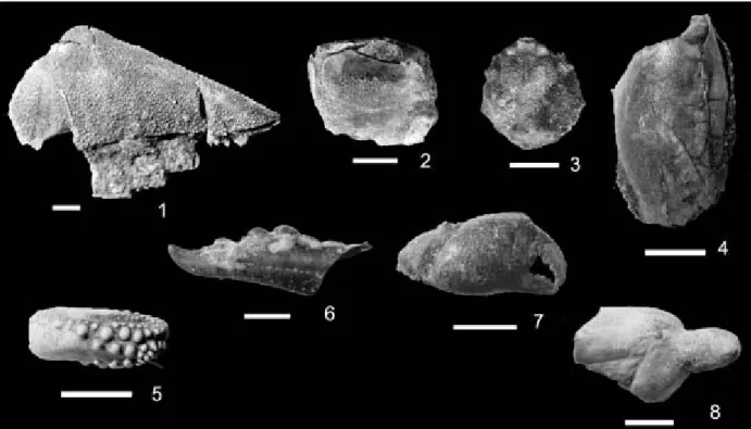 Fig.  5  Photographs  of  representative  specimens.  Scale  is  5  mm.  (1)  Immovable  finger  of  Calappa sp.;  (2) Propodus of  Callianassa sp.; (3) Dorsal surface of carapace of  Podocatactes hamifer  ; (4) Dorsal surface of carapace of  Lyreidus sp.;