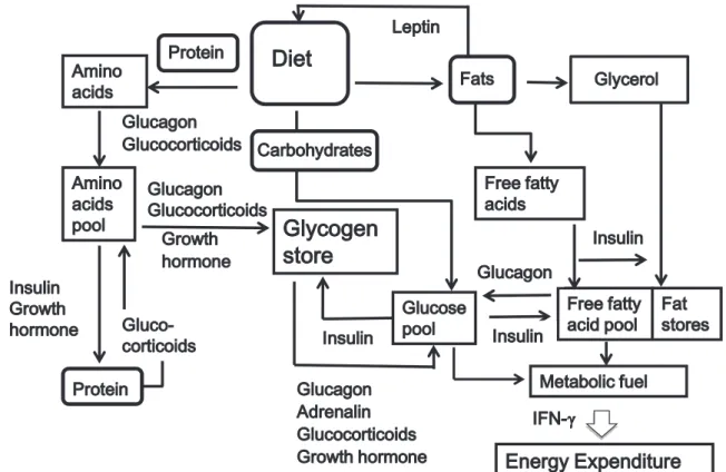 Fig. 1 shows the interrelation between fats, carbohy- carbohy-drates, and proteins (Greenstein and Wood, 2011)