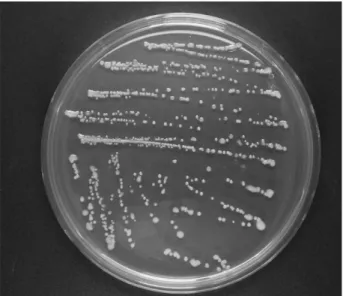 図 4.  ウ メ か い よ う 病 菌（Pseudomonas syringae pv. 
