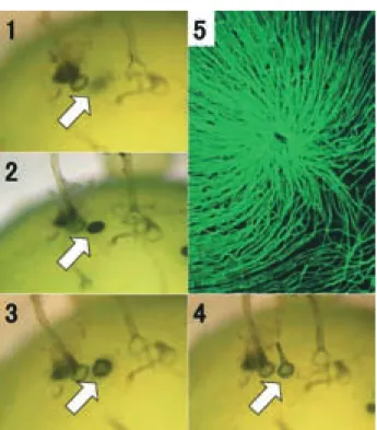 Fig. 3   A process of rhizoid formation (1-4), photos  taken in intervals of a day (Photo by A