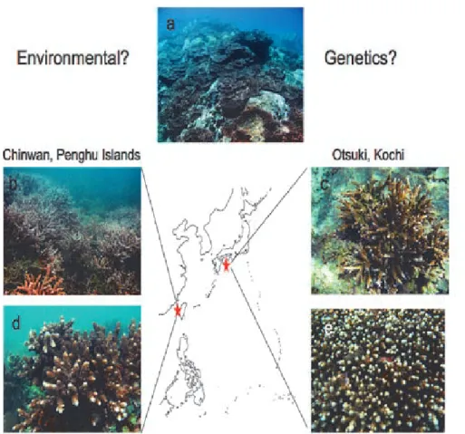 Fig. 4  Examples of coral communities in Penghu Islands, Taiwan, and Otsuki, Shikoku, Japan