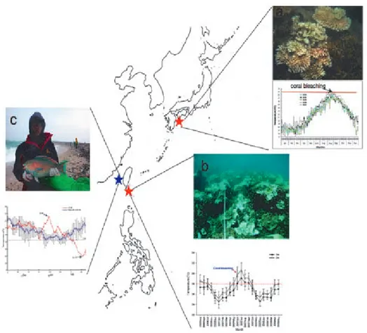 Fig. 5  Examples of coral stress episodes in the Kuroshio Triangle