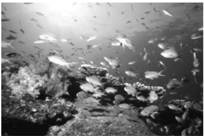 Fig. 1   An underwater scene showing coexistence of  subtropical and temperate species of fish in  Kashiwajima