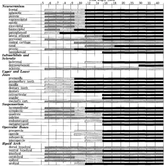 Fig• 1. 0steological developmental patterns in CIJipseJurus heterurus doederleini. '::"s•tsI'E::':I'.