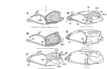 Fig. 2. Development of neurocranium (lateral view) in CyPselurus heterarus doederleini