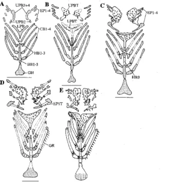 Fig. 6. Development of upper and lower branchial arches in CyPselurus heterurus doederleini