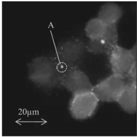 Fig. 6 （ a）の 右 側 の グ ラ フ で あ る．さ ら に，Fig. 6 （b ） は，各焦点位置で計測された輝度中心部のスペクトルを示 す．Fig. 6 （b）より，波長の近い 545 nm と 565 nm のピー クは分離できていないが，これは 565 nm のピークに対し 545 nm のピーク強度が小さく，ピークが埋もれてしまっ たためと考えられる．しかし，デフォーカスによる測定ス ペクトルへの影響はなく，スペクトル分布は変わらず総光 量が減少していることが確認できた．  光学系の仕