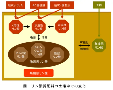 図  リン酸質肥料の土壌中での変化   ウ  カリ質肥料  （ア）  硫酸カリ              水溶性カリを 50％含み速効性である。作物がカリを吸収した後に副成分の硫 酸が残り土壌を酸性にする生理的酸性肥料である。硫酸イオンは土壌中でカル シウムと反応して硫酸カルシウムとなるため、塩化カリよりも濃度障害を起こ しにくい。化学的中性肥料であるため、どんな肥料とも配合できる。        （イ）  塩化カリ              水溶性カリを 60％含み速効性である。化学的中性肥料であるが、生