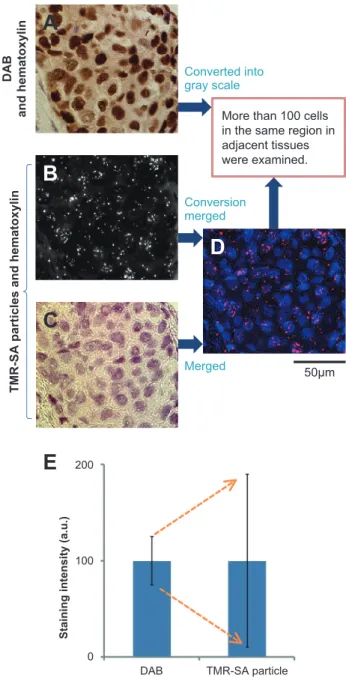 Fig. 3   Quantitative analysis of ER-immunostaining data with DAB or  TMR-SA particles