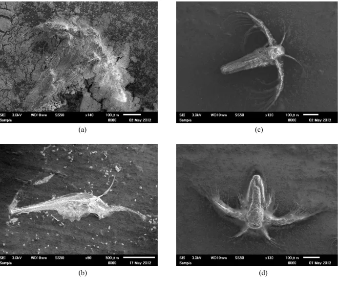 Fig. 1    アルテミアの SEM 像  (a)  食塩の結晶のついたアルテミア．水洗前に観察． (b)  干物のようになったアルテミア．