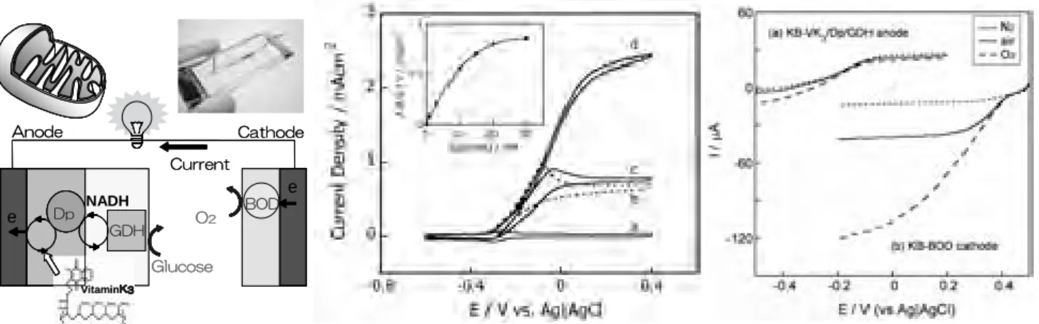 Fig.  1    (A)  Schematic  illustration  of  Enzymatic  Glucose  /  Oxygen  Fuel  Cell