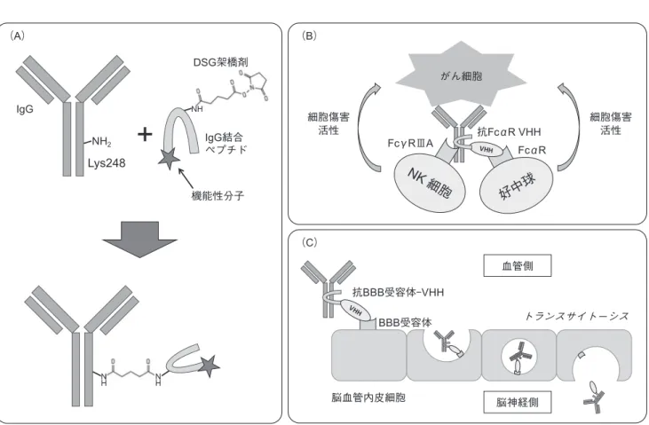 図 3　 CCAP 法による IgG︲VHH コンジュゲートの作製（A）とその応用利用としての好中球を利用できる IgA 様機能を持つ IgG 抗体（B）と 中枢機能を持つ IgG 抗体（C） 機能性分子 がん細胞 抗 Fc α R VHH FcαR 細胞傷害活性細胞傷害活性FcγRⅢA抗BBB受容体‑VHHBBB受容体脳血管内皮細胞血管側脳神経側（B）（C）（A）IgGNHNH2Lys248+DSG架橋剤IgG結合ペプチドNHNHトランスサイトーシスNK細胞好中球
