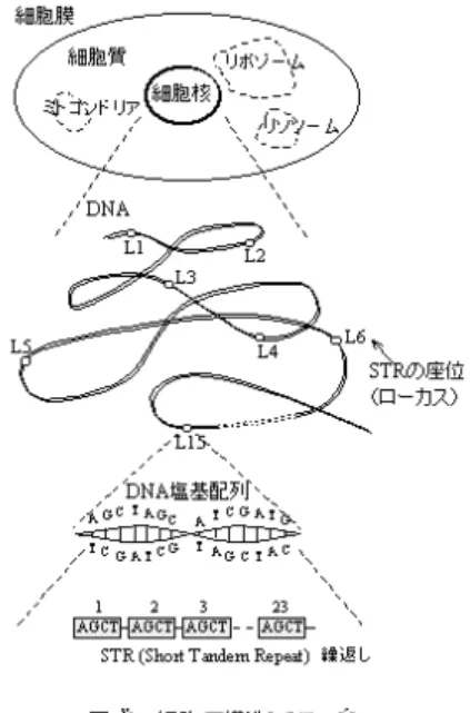 図 1 DNA 情報を用いたバイオメトリックスの特徴 Fig. 1 Characteristic of DNA biometric information.