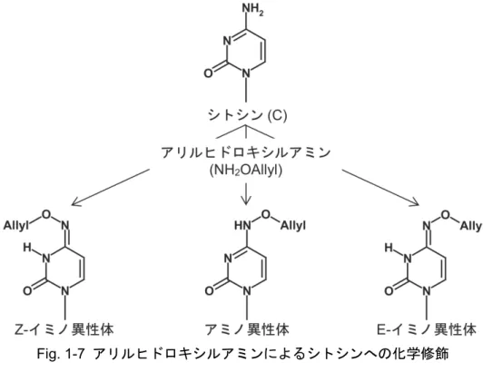 Fig. 1-7  アリルヒドロキシルアミンによるシトシンへの化学修飾