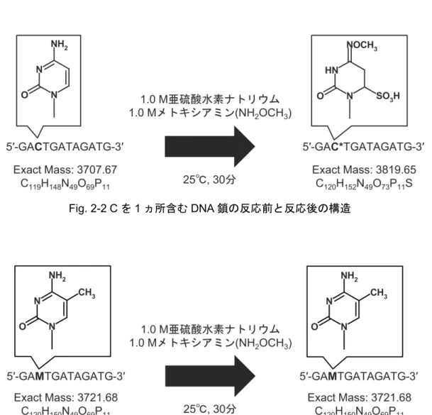 Fig. 2-2 C を 1 ヵ所含む DNA 鎖の反応前と反応後の構造