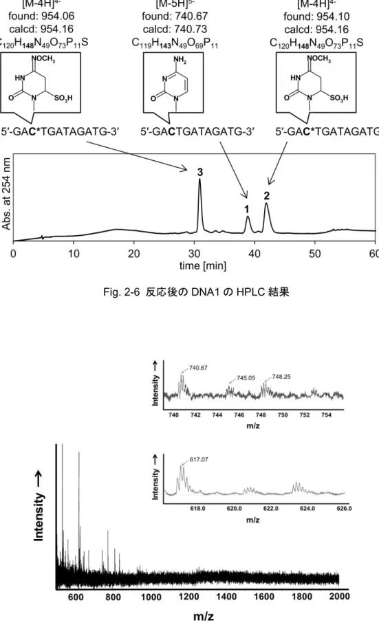 Fig. 2-6  反応後の DNA1 の HPLC 結果
