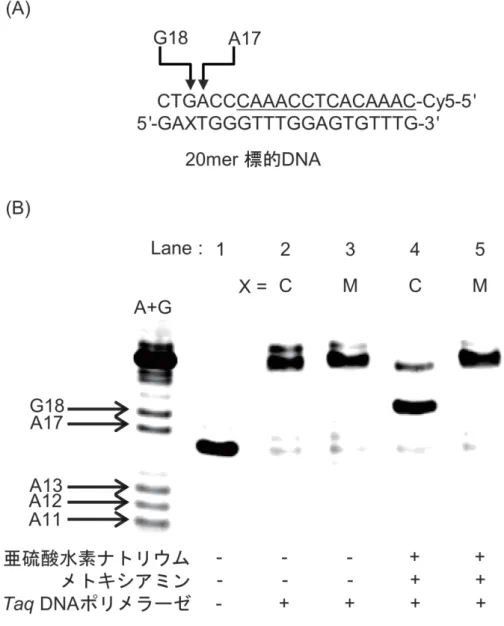 Fig. 2-15  プライマー伸長反応の結果