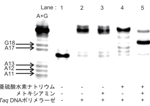 Fig. 2-16  プライマー伸長反応の阻害の有無