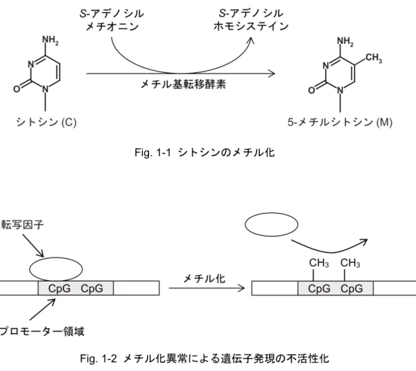 Fig. 1-1  シトシンのメチル化