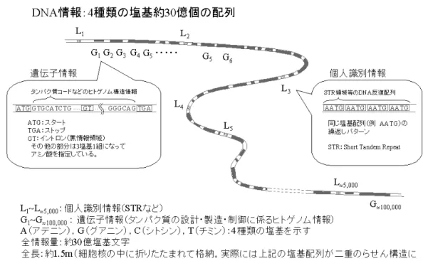 図 1 DNA 情報の模式図 Fig. 1 Structure of DNA information.