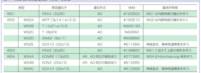 表 4 Waardenburg 症候群（WS）の分類 病型 原因遺伝子 遺伝形式 MIM 臨床的特徴 WS1 PAX3（2q35） AD #193500 WS1 は内眼角側方偏位を伴う． WS2 WS2A MITF（3p14.1-p12.3） AD #193510 WS2 は内眼角側方偏位を欠く． WS2B ?（1p21-p13.3） AD %600193 WS2C ?（8p23） AD %60662 WS2D SNAI2（8q11） AD #608890 WS2E SOX10（22q13） AD #611
