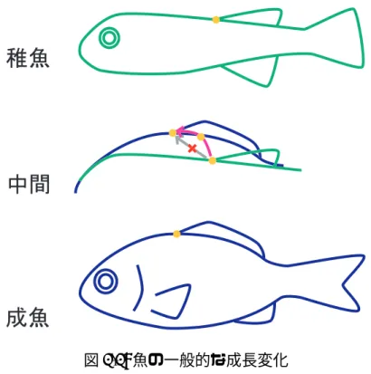 図 3.3: 魚の一般的な成長変化 稚魚から成魚への成長による形状変化を行うには、直線的な変化は好ましくなく、 図 3.4 のような曲線的な変化が理想的だといえる。 図 3.4: 魚の成長における理想的な頂点位置の変化 本研究では、特徴的な成長段階を表現した３つの形状を入力形状とし、それら を混合する。そして、各成長段階に応じて、3 つの入力形状へ異なる混合率を設定 する。これにより、3 つの形状の特徴が各成長段階で調整でき、理想的な形状変化 を実現できる。図 3.5 は混合率の設定による移動経路の変化を示