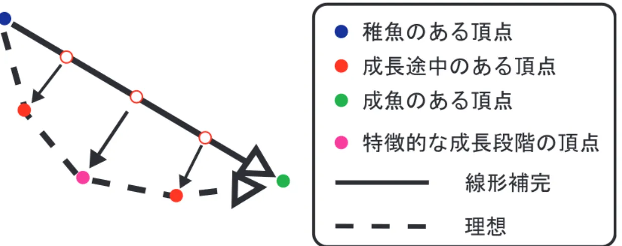 図 3.5: 本研究における形状変形 青い点では稚魚を表現した形状の混合率が 100%、紫の点では特徴的な中間の成長 段階を表現した形状の混合率が 100%、緑の点では成魚を表現した形状の混合率が 100%となる。 ３つの入力形状で対応する頂点座標を S、~ T ~ 、 U~ 、 各形状の混合率を V s 、V t 、V u 、 とするとき、変形の進行比 t における出力形状の頂点座標 P~ は −−→ P (t) = V s (t) S~ + V t (t) T ~ + V u (t) U~ (3.2) 