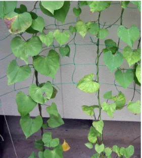 図 1.1: 直立した植物 図 1.2: ツル植物 ツル性の植物は、自立せず他の植物や支柱に絡みつきながら光を得るために上 へ伸びて成長する。自身だけでは直立できず、他の植物や環境に影響され形状が 変化する植物である。庭作りでは、壁やフェンスに絡ませることによって硬い印象 を柔らかくし、華やかな印象を与えるなど重要な要素を担っている [6]。また、手 入れをしていない雑木林に絡まる植物などの風景によく見ることができる。 このような風景の表現を行う際、他の物体に絡みつくツル植物のモデルを制作 するためには他の