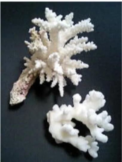 図 2.1: ポリプ断面図 図 2.2: サンゴの骨格 2.2 サンゴの群体の種類 群体の形状は、サンゴの生息場所の環境に応じて様々に変化する [18]。例とし て、樹枝状群体サンゴと呼ぶものは樹木の枝状の部分に類似した形状を持つサン ゴであり、塊状群体サンゴは、全体の形状が 1 つの塊状になっているサンゴの事 を指す。テーブル状群体サンゴは、樹枝状群体の変形したもので群体全体の形状 が平らな形状を形成しテーブルの様になるサンゴである。図 2.3 図 2.4 図 2.5 はそ れぞれ、樹枝状、塊状、テーブル