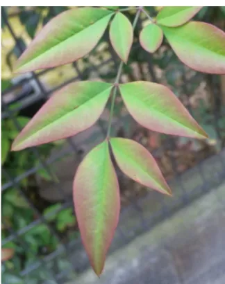 図 2.2: 葉のエイジング 2.4 遮蔽物の影響 エイジングに従って紅葉していくはずの葉の一部が赤く変化しない現象もよく 見る。例えば、樹木の内側の葉より外側の葉の方が早く赤くなっている場合が多 い。図 2.3 はその様子を表している。これは、樹木の内側の葉が外側の葉の影に なって、日光が当たりにくくなったため起こる。クロロフィル・カロチノイドの 分解と赤色の色素アントシアンの合成は日光によって行われるため、日光が当た らない部分は色が変化しなくなる。この現象は、日光を遮る遮蔽物があり、樹木 の外側にある