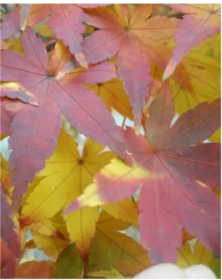 図 4.14: 遮蔽物の影響を受け紅葉した葉 表 4.2: 実験環境 1 の任意設定 緯度 北緯 35 度 経度 東経 135 度 始まりの日時 10 月 1 日 0 時 00 分 終わりの日時 12 月 11 日 0 時 00 分 時間の進む早さ 1 時間毎
