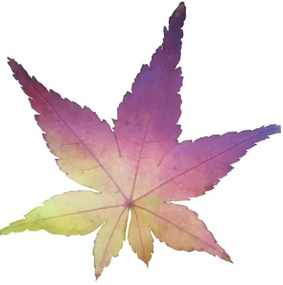 図 2.1: イロハモミジ 2.2 紅葉の仕組み 紅葉する葉は、夏の間は緑色である。その時に葉に含まれている色素は、緑色 の色素クロロフィルと、黄色の色素カロチノイドである [4][6][7][17] 。この二つは 葉緑体の中に含まれていて、クロロフィルとカロチノイドの量の比が 5:1 〜 8:1 と クロロフィルの方が多いため、夏の間は緑色に見える。 秋になるにつれて、寒くなり日照時間が短くなると、葉緑体が崩壊を始める。葉 緑体が守っていた 2 つの色素は、光や酸素に弱いため分解・酸化を始める。この 時、