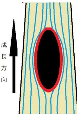 図 2.3: 傷口を迂回する樹皮の様子