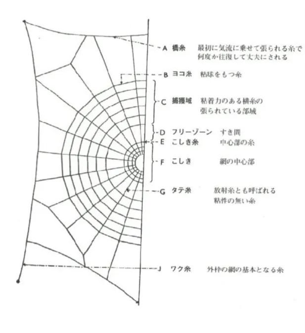 図 2.3: 円網の図解