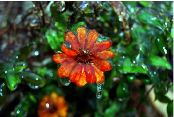 図 1.4: 雨氷が花に着氷した図 図 1.5: 雨氷が小型のりんごに着氷した図 1.3 本論文の構成 本論文は全 4 章で構成する。 2 章で提案手法について、 3 章では実装結果を示し た上で、手法についての評価を行う。最後に 4 章でまとめと今後の課題について を述べる。